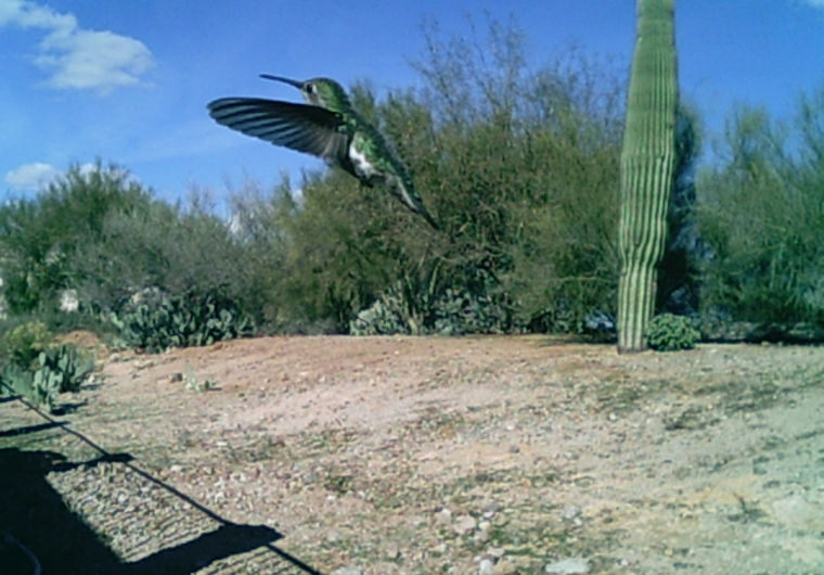 Humming bird